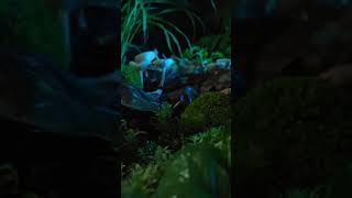Amazon Ormanlarında Gece: Gizemli Canlılar 🐍