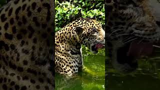Amazon’un Gölge Prensi: Jaguar 🐆