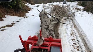 HATTAT TRAKTÖRLE KARDA AĞAÇ ÇEKME ❄ 🚜 #hattat #traktör #snow