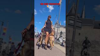 The best bodyguard 🔥🐾🐶❤️ #dogcoach #dog #germanshepherd #k9master #trainingdog #pets