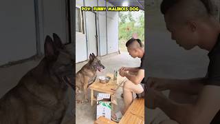 Funny Malinois Dog 🤣 #dog #dogcoach #trainingdog #dogtraining #malinois