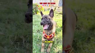 The best k9 dogs 🔥🐾🐶❤️ #dog #dogcoach #k9master #trainingdog #pets #k9dog