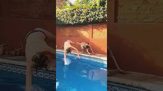Malinois funny moments ❤️🐶🐾🔥🚨 #dog #dogcoach #k9master #k9dog #pets #malinois #k9