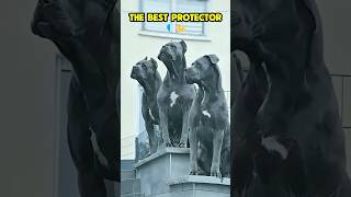 The best protector 🔥🐾🐶❤️ #dog #dogcoach #k9master #trainingdog #k9master #trainingdog #k9dog