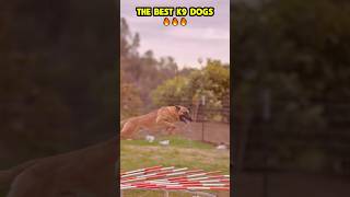 The best K9 dogs ❤️🐶🐾🔥🚨 #dog #dogcoach #malinois #k9dog #pets #k9master