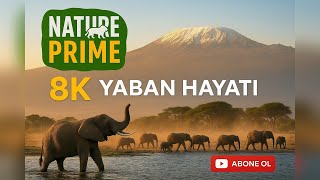 Fillerin Gizli Dünyası: Devlerin Sessiz Savaşı! I Nature Prime I 8K Ultra HD