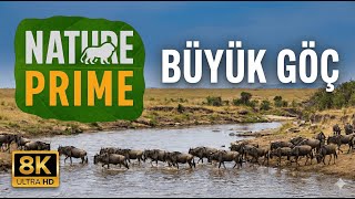 Büyük Göç! Antilopların Çılgın Nehir Atlama Anı! 8K Ultra HD I Nature Prime