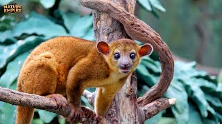 VAHŞİ ADALAR | Madagaskar ve Yeni Zelanda’nın Eşsiz Yaratıkları – Tam Belgesel