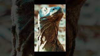 Komodo Ejderinin Ölümcül Av Stratejisi 🦎
