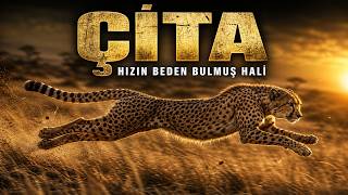 Çita: Doğanın En Zarif Avcısı | Türkçe Belgesel