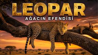 LEOPAR: Görünmezliğin Ustası | Doğa Belgeseli