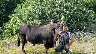 Boğa  Sevgisi  I Boğa aşığı Gökhan'ın  Köydeki  Mutlu  Hayatı I Belgesel Film..