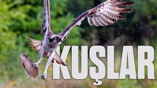 KUŞLARIN BÜYÜLEYİCİ DÜNYASI | Mazlum Kiper Anlatımıyla Tam Bölüm
