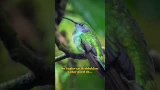 TERS UÇABİLEN TEK KUŞ