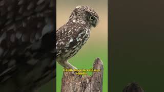 KUKUMAV FARE AVLIYOR
