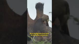KENE YİYEN ÖKÜZKAKAN KUŞU