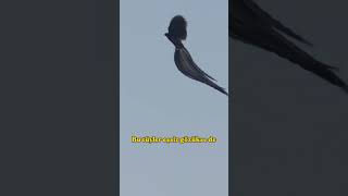 BÖYLE BİR KUŞ GÖRMEDİNİZ