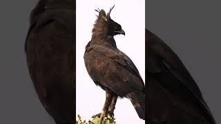 Uganda'da Bir Tepeli Kartal