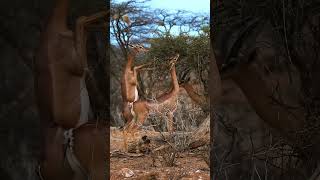 Samburu'daki En Eşsiz Canlı!