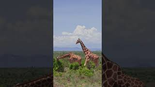 Samburu'nun Sembolleri