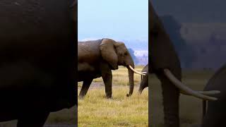 Devler Diyarı Amboseli