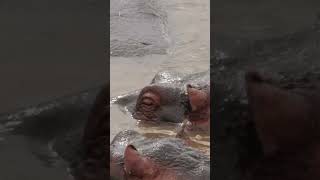 Su Aygırının Keyfi Bozulmasın!