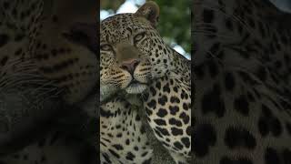 Pusu Avcısı Leopar