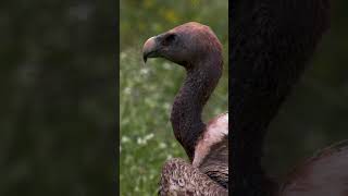 Masai Mara'nın Akbabaları