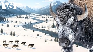 YELLOWSTONE'DA BİR YIL | Acımasız Kıştan Aşırı Yaza - ABD Milli Parkları