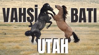 Vahşi Batı UTAH - Yaban Hayatı Belgeseli (4K Belgesel)