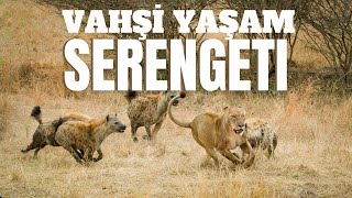 SERENGETİ BELGESELİ - AFRİKA'NIN VAHŞİ YAŞAMI - #BELGESEL
