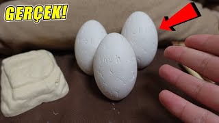 YASAKLANAN YUMURTALARI SAKIN ALMAYIN! - Minecraft