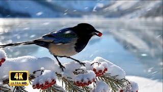 Winter Birds and Calming Piano Music - Nature Sounds for Relaxation and Emotional Balance ❄️