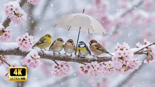 Lofi Chill Music & Nature Sounds (Birdsong) 🌿 Instrumental Relaxing Study Music