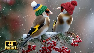 Relaxing Nature Sounds | Birds Chirping for Deep Sleep and Total Relaxation