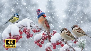 Bird Song by the Small  💧 Zen Garden Meditation Music | Instrumental Background