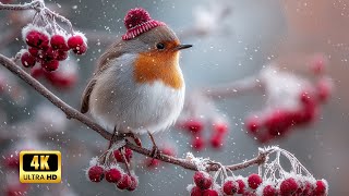 Winter Ambience With Birdsong & Piano  – Relaxing Music for Healing, Stress Relief & Peaceful Calm
