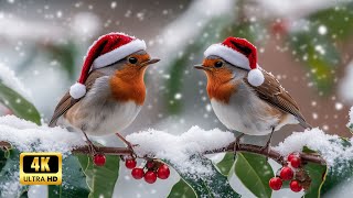 Merry Christmas With Birdsong in the Forest | Calm Nature Sounds for Sleep and Healing