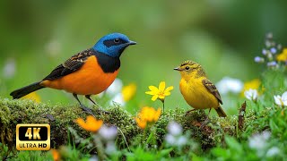 Relaxing Bird Sounds for Sleep | Nature Ambience for Deep Rest