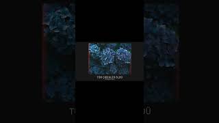 Taladro & Rash - Tüm Çiçekler Öldü (Official Video) #Shorts
