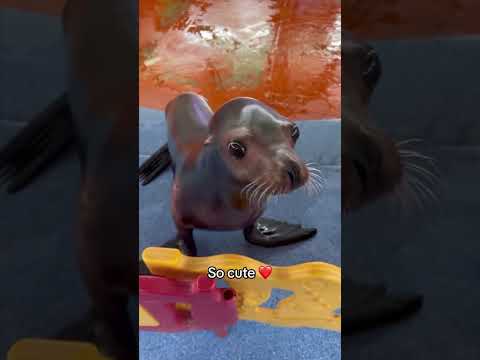 Video Thumb