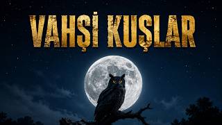 VAHŞİ KUŞLAR: Gökyüzünün Hükümdarları | Tam Doğa Belgeseli