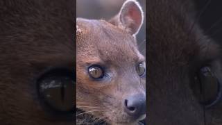 Madagaskarın zirve yırtıcısı, fossa #yabanhayatı #vahşiyaşam #belgesel #wildlife