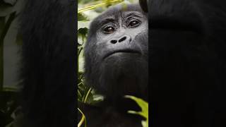Dağ gorillerinin yaşam alanları ve genel özellikleri #vahşiyaşam #belgesel #yabanhayatı