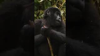 Dağ gorillerinin inanılmaz geri dönüşü #belgesel #vahşiyaşam #goril #doğabelgeseli #doğa