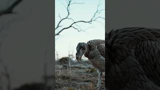 Dodo: İnsanoğlunun Yok Ettiği Efsanevi Kuş 🦤