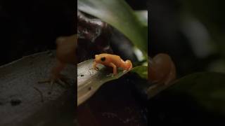 Madagaskar’ın Ölümcül Minik Kurbağaları 🐸