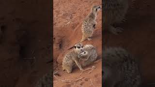 Kalahari'nin Minik Gözcüleri: Mirketler 🐾