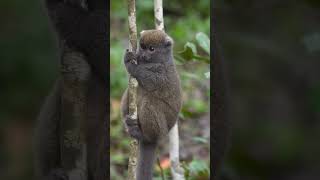 Dünyanın en küçük primatı, fare lemuru #endemiktürler #lemur #hayvanlar #vahşiyaşam #madagaskar