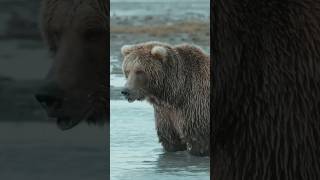 Somon balıklarının inanılmaz göçleri #bozayı #somongöçü #alaska #somonavı #ekosistem #belgesel